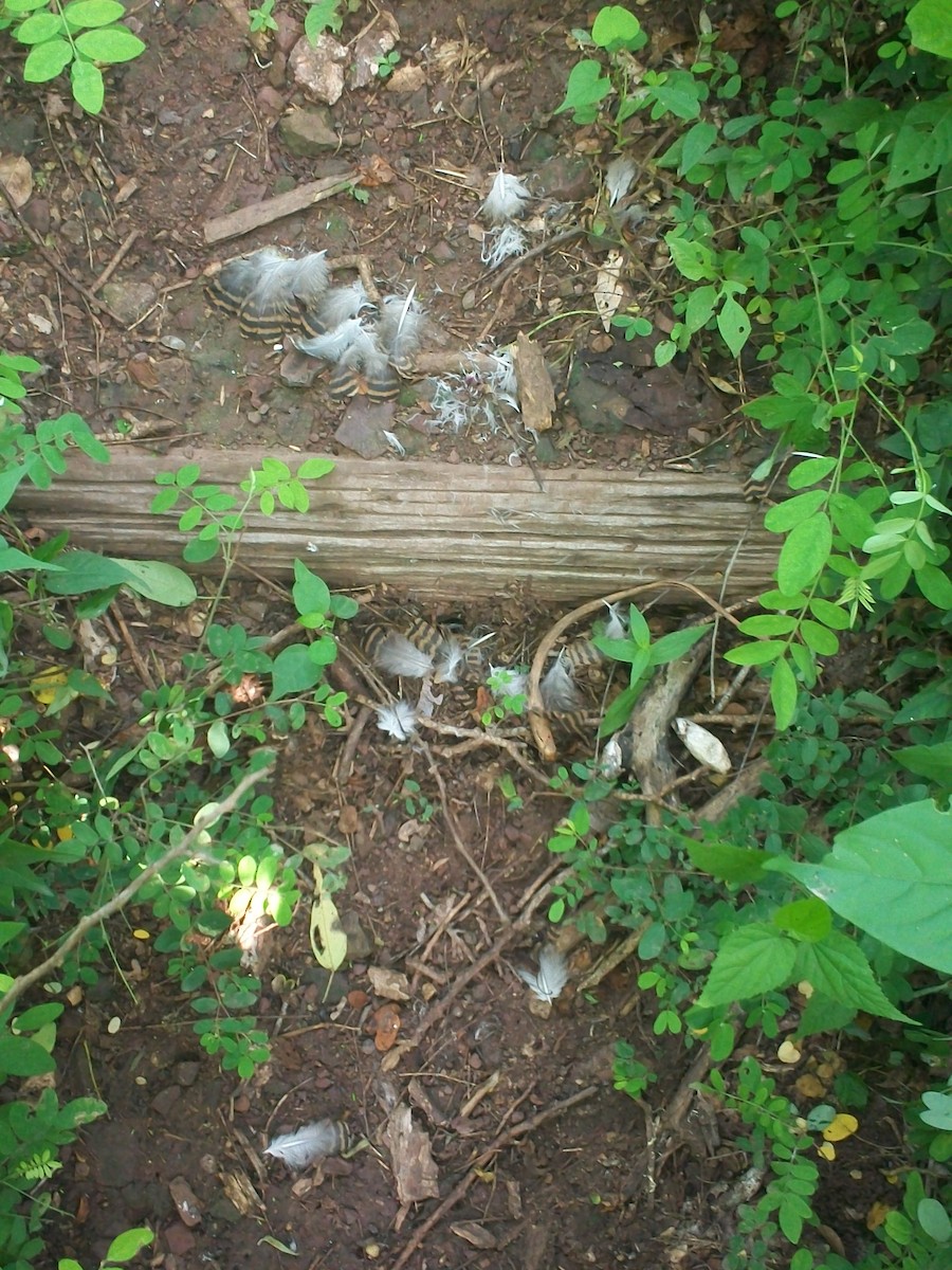 tinama skořicová (ssp. occidentalis) - ML622281665