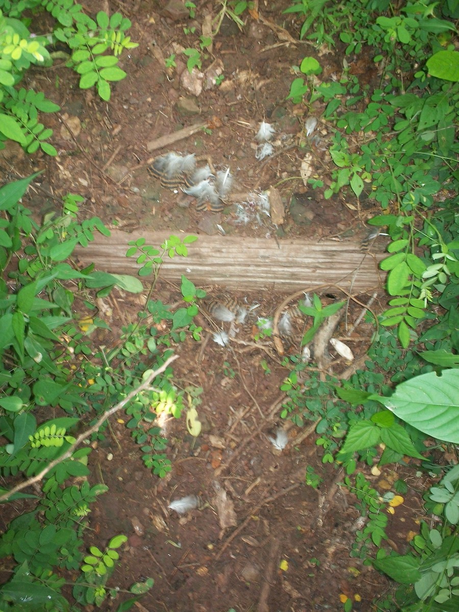 tinama skořicová (ssp. occidentalis) - ML622281667