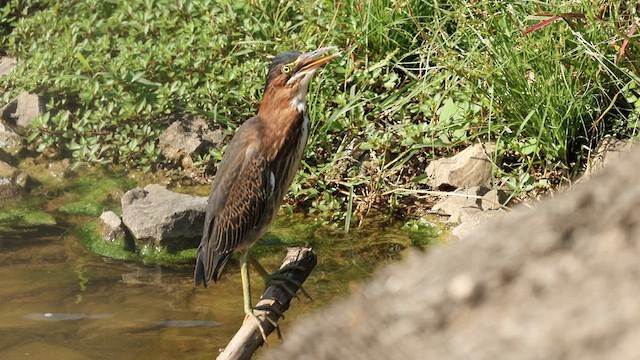 Green Heron - ML622281689