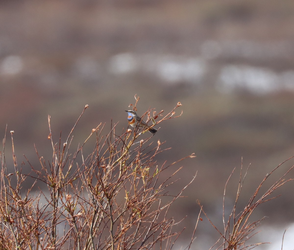 Bluethroat - ML622281695