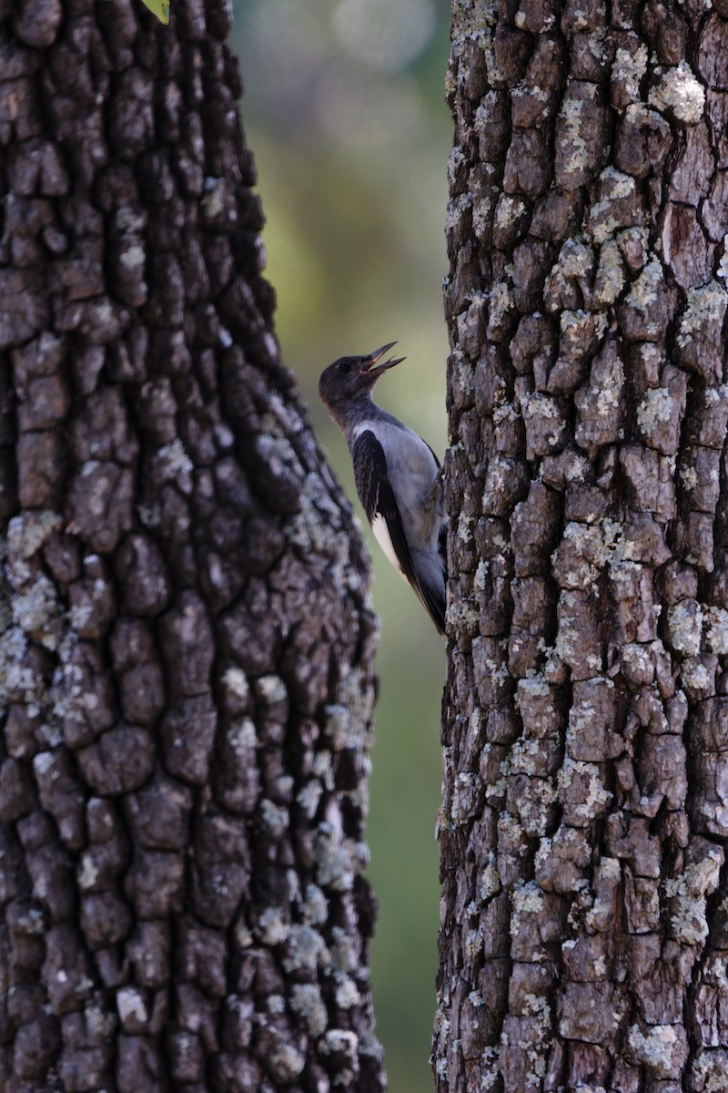 Red-headed Woodpecker - Jeffrey A. Beery