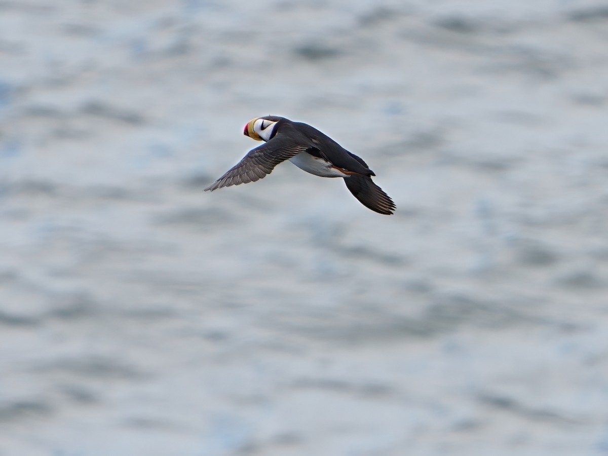 Horned Puffin - ML622281742