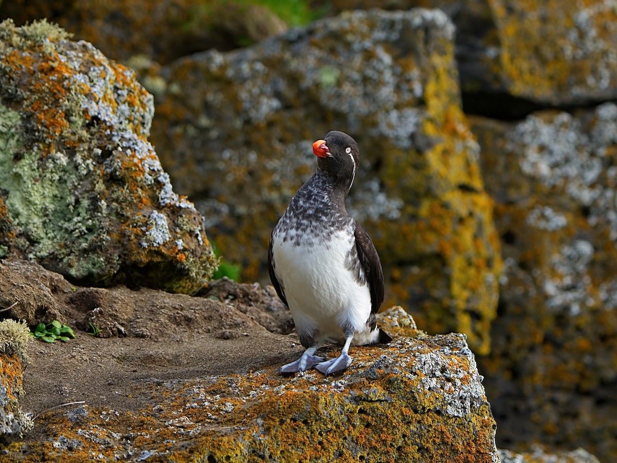 Parakeet Auklet - ML622281749