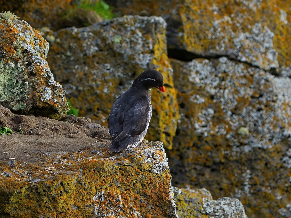 Parakeet Auklet - ML622281752