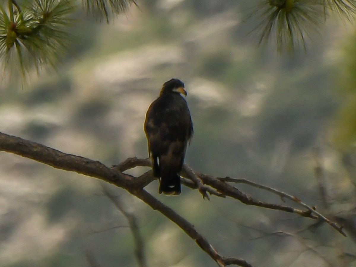 Common Black Hawk - ML622281759