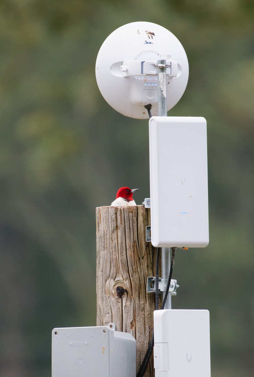 Red-headed Woodpecker - ML622281760