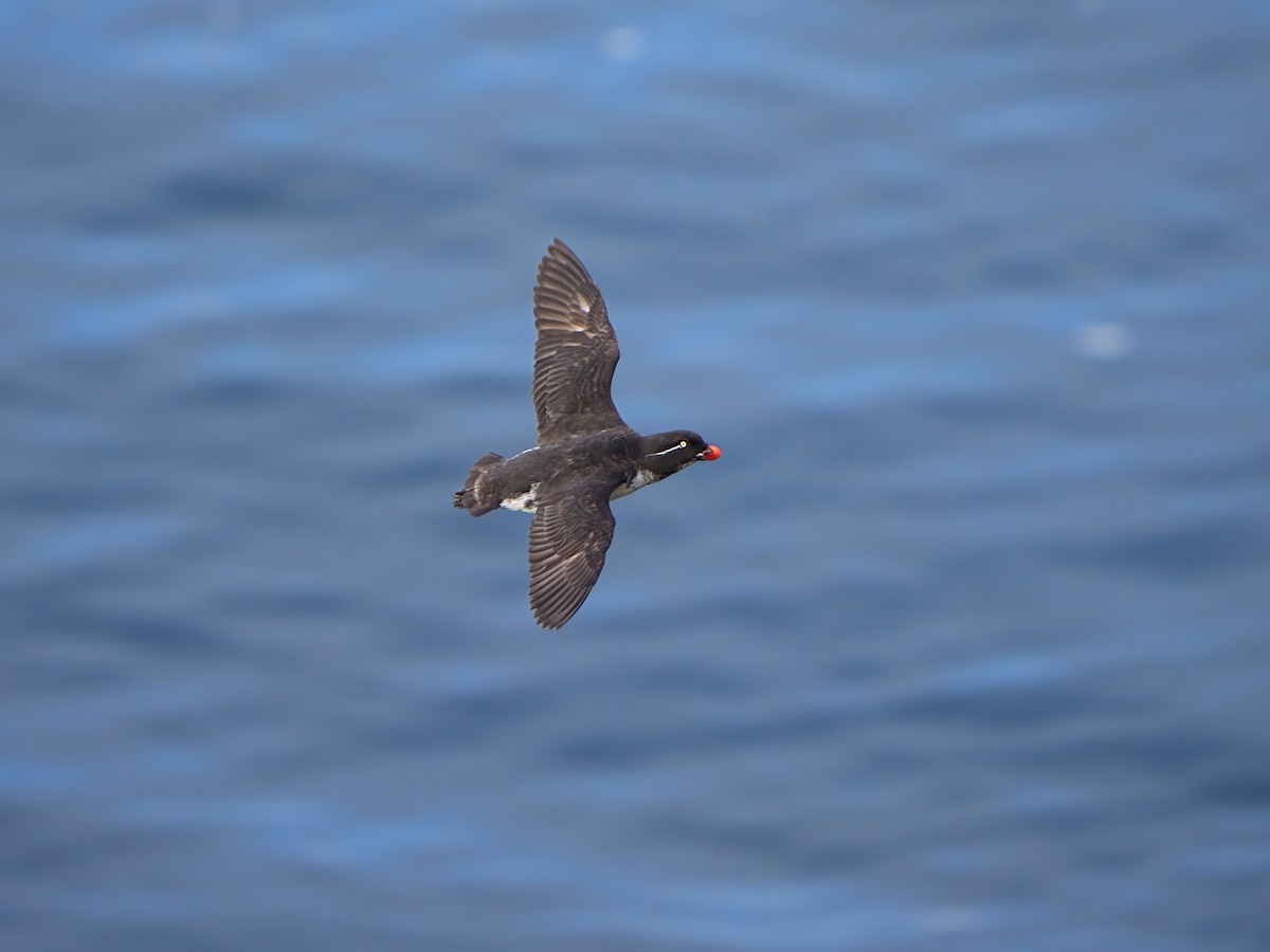 Parakeet Auklet - ML622281784