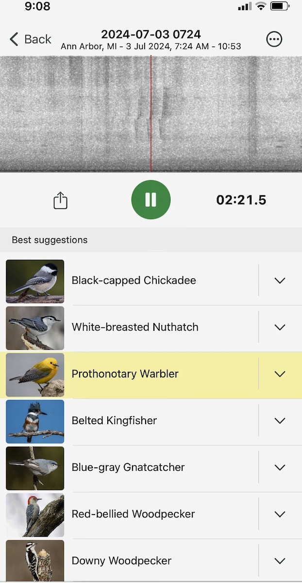 Prothonotary Warbler - ML622281797