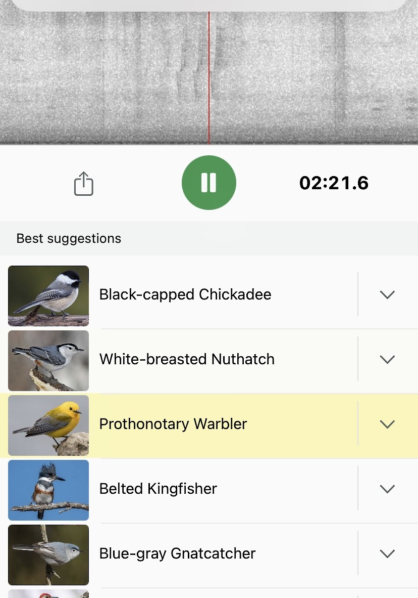 Prothonotary Warbler - ML622281798