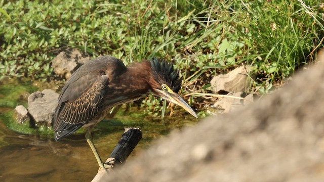 Green Heron - ML622281802