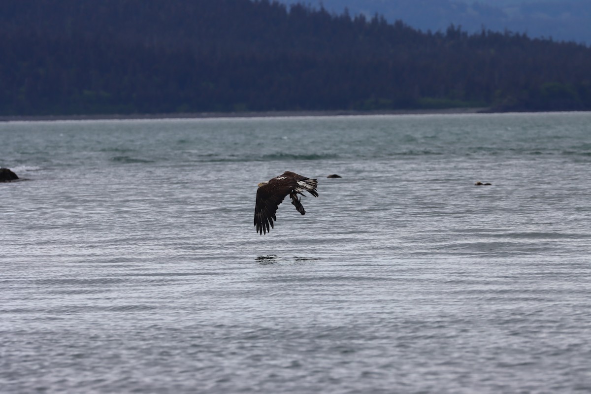 Bald Eagle - John Facchini