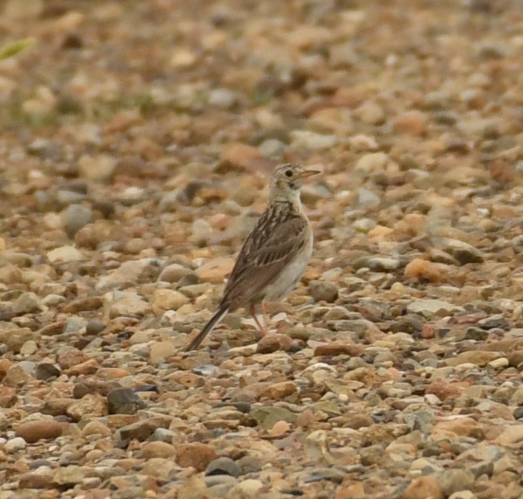 Sprague's Pipit - ML622281945