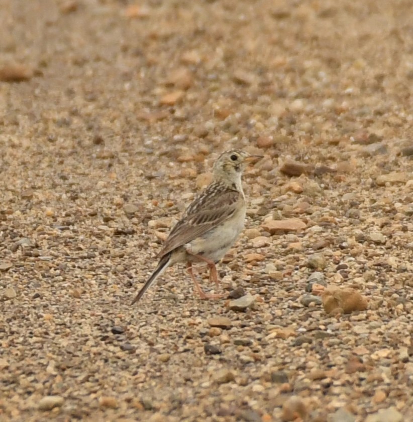 Sprague's Pipit - ML622281946