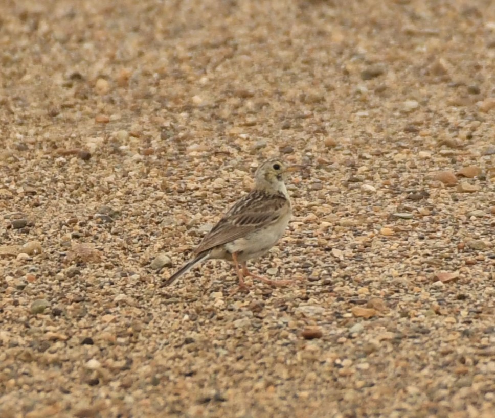 Sprague's Pipit - ML622281947