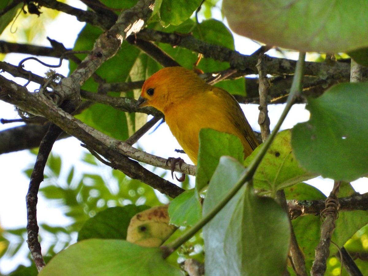 Saffron Finch - ML622282260