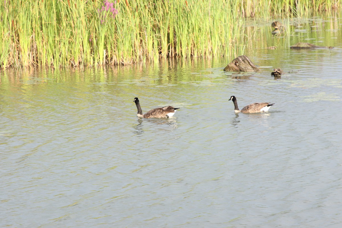 Canada Goose - ML622282281