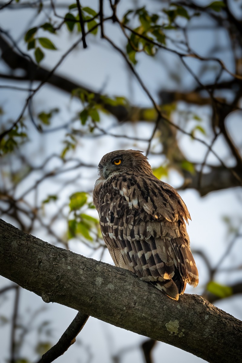 Brown Fish-Owl - Pranav Pula