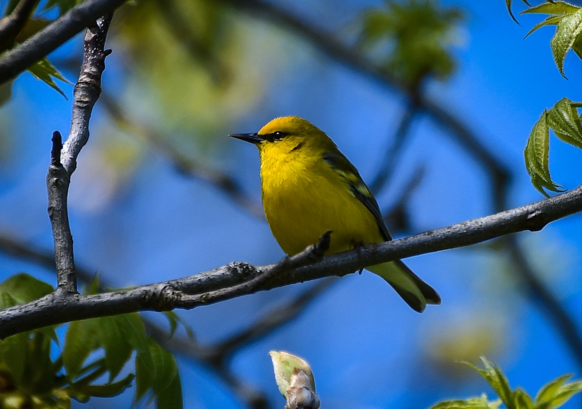 Blauflügel-Waldsänger - ML622282303