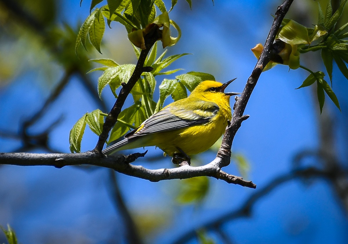 Blauflügel-Waldsänger - ML622282304