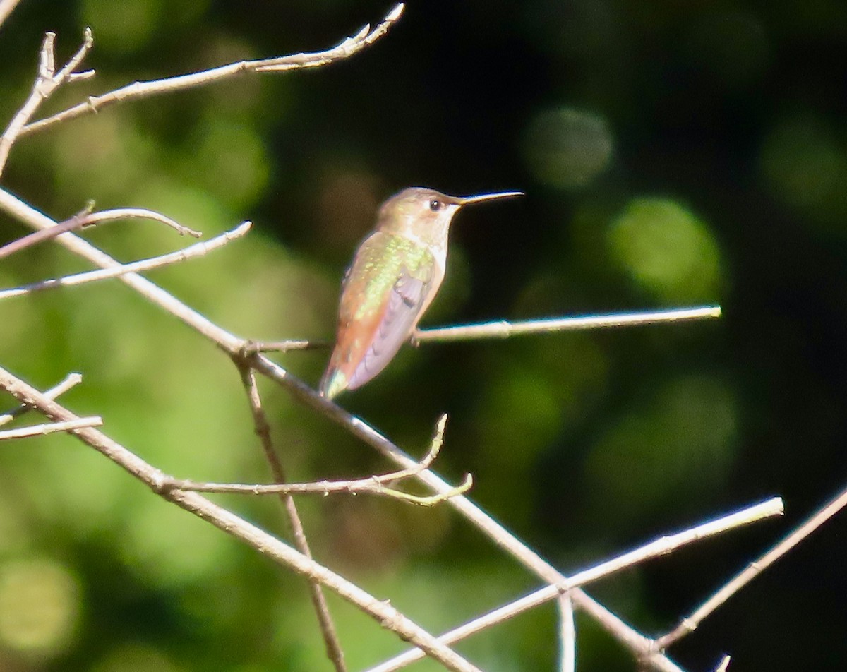 Rufous/Allen's Hummingbird - ML622282339