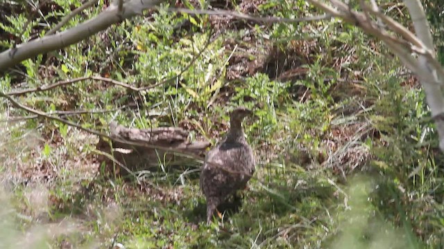 Gunnison Sage-Grouse - ML622282366