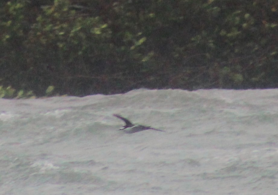 Bridled Tern - ML622282368