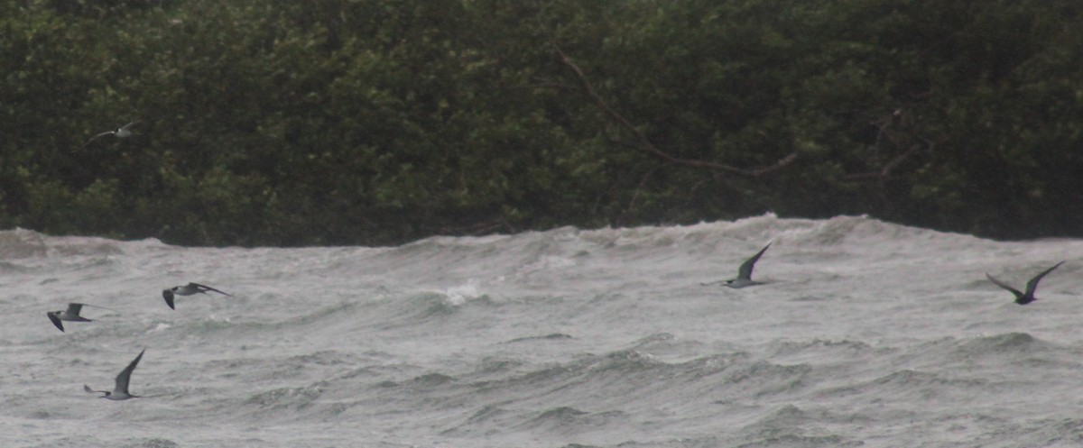 Sooty Tern - ML622282380