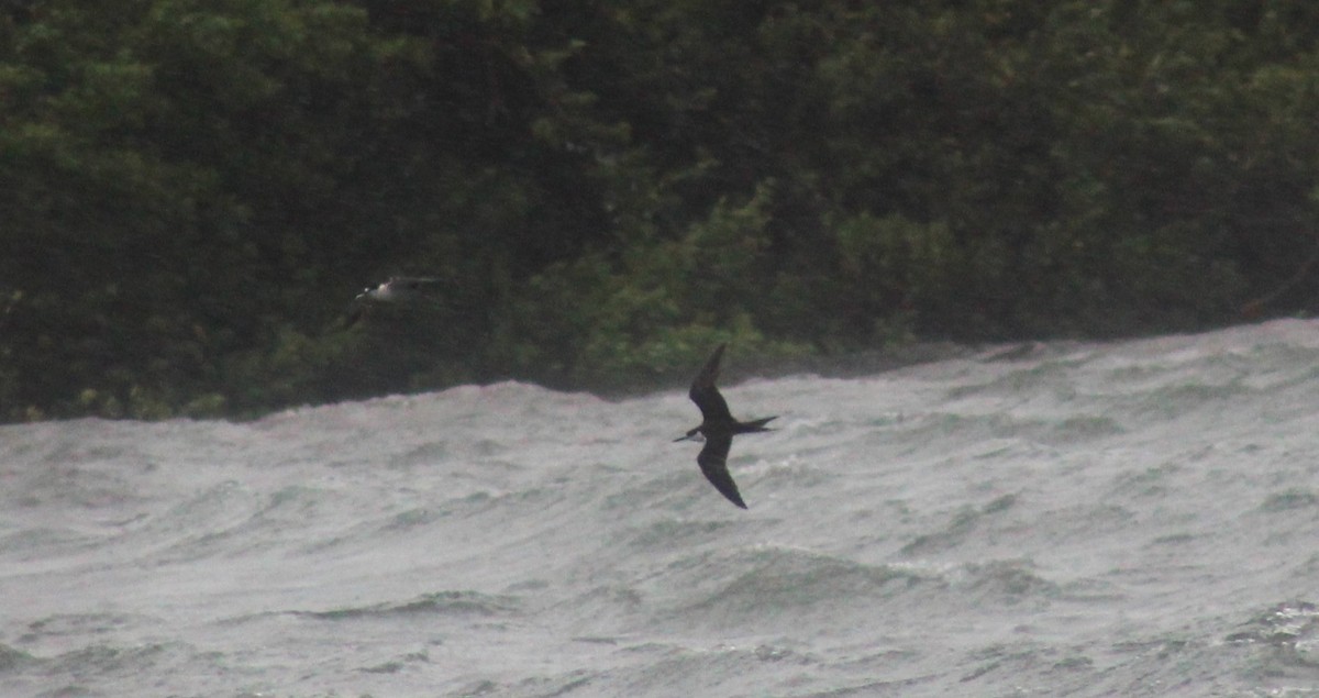 Sooty Tern - ML622282382