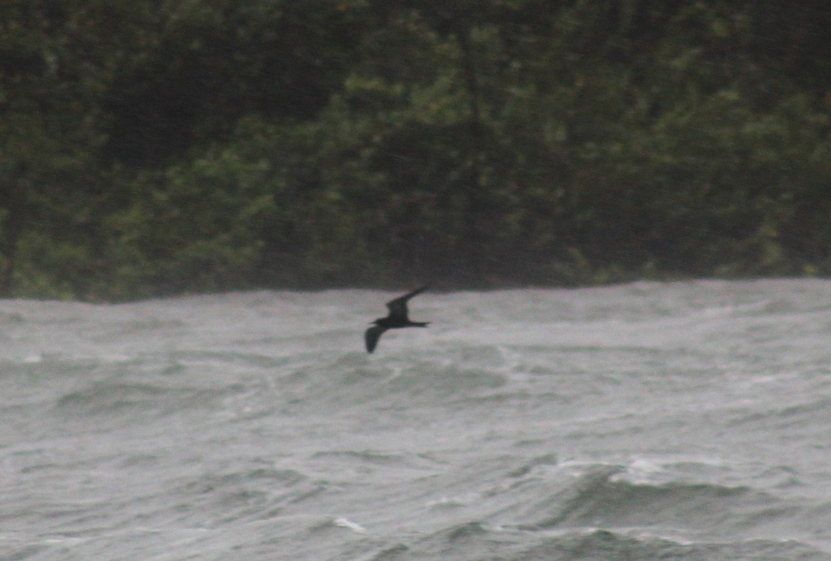 Sooty Tern - ML622282383