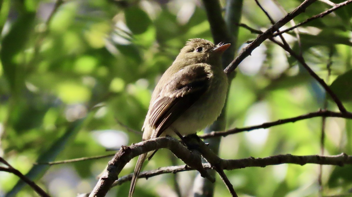 Western Flycatcher (Pacific-slope) - ML622282386