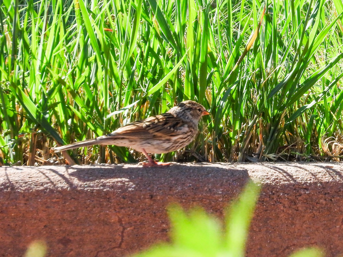Chipping Sparrow - ML622282395