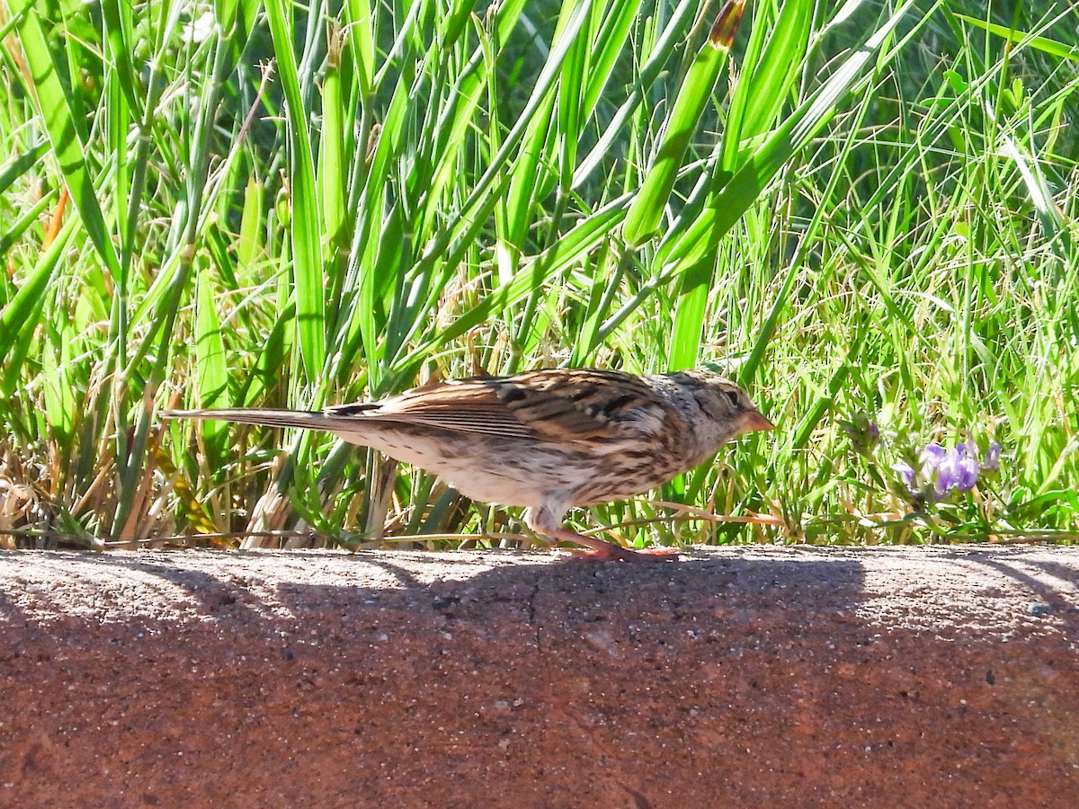 Chipping Sparrow - ML622282396