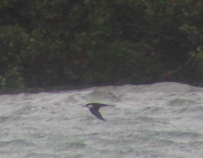 Sooty Tern - ML622282399