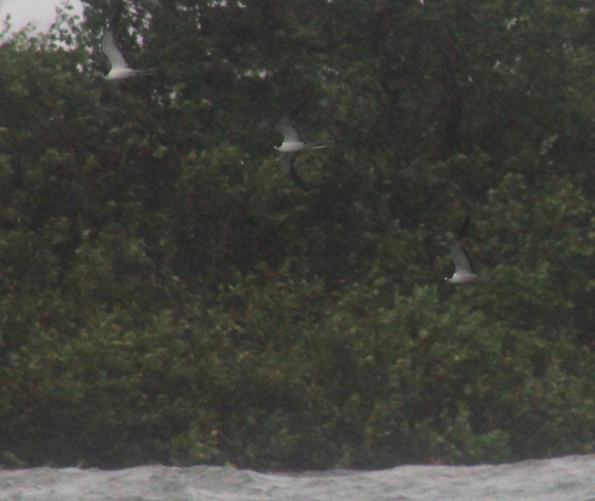 Sooty Tern - ML622282406