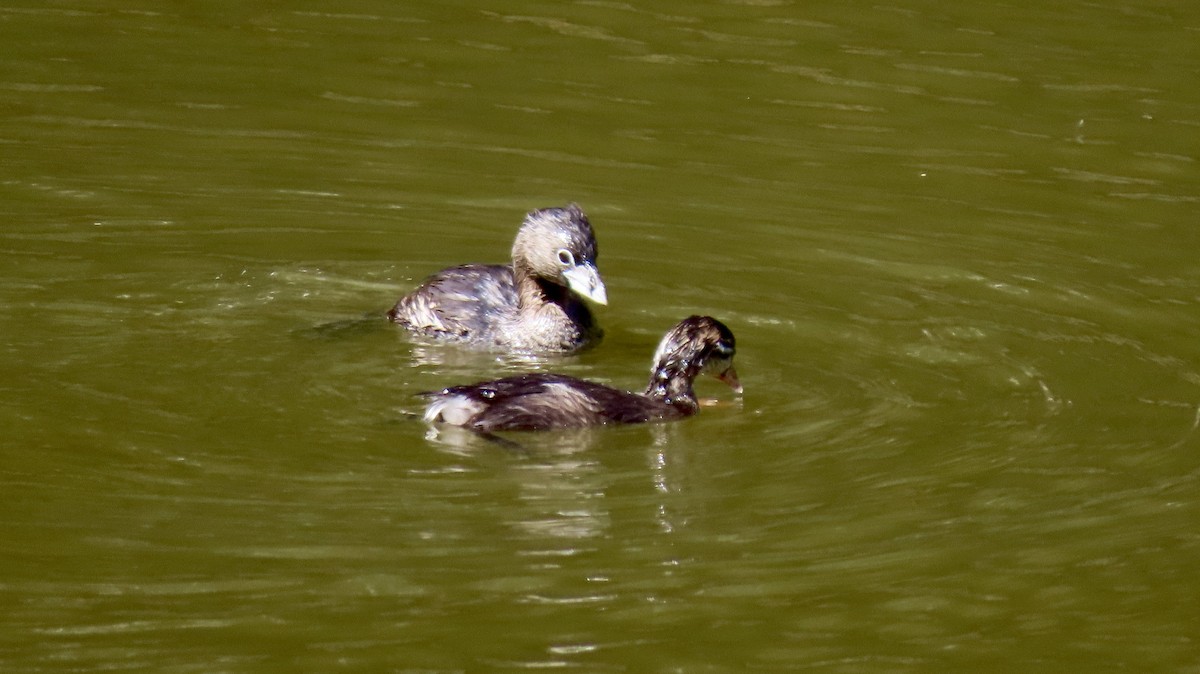 Pied-billed Grebe - ML622282409