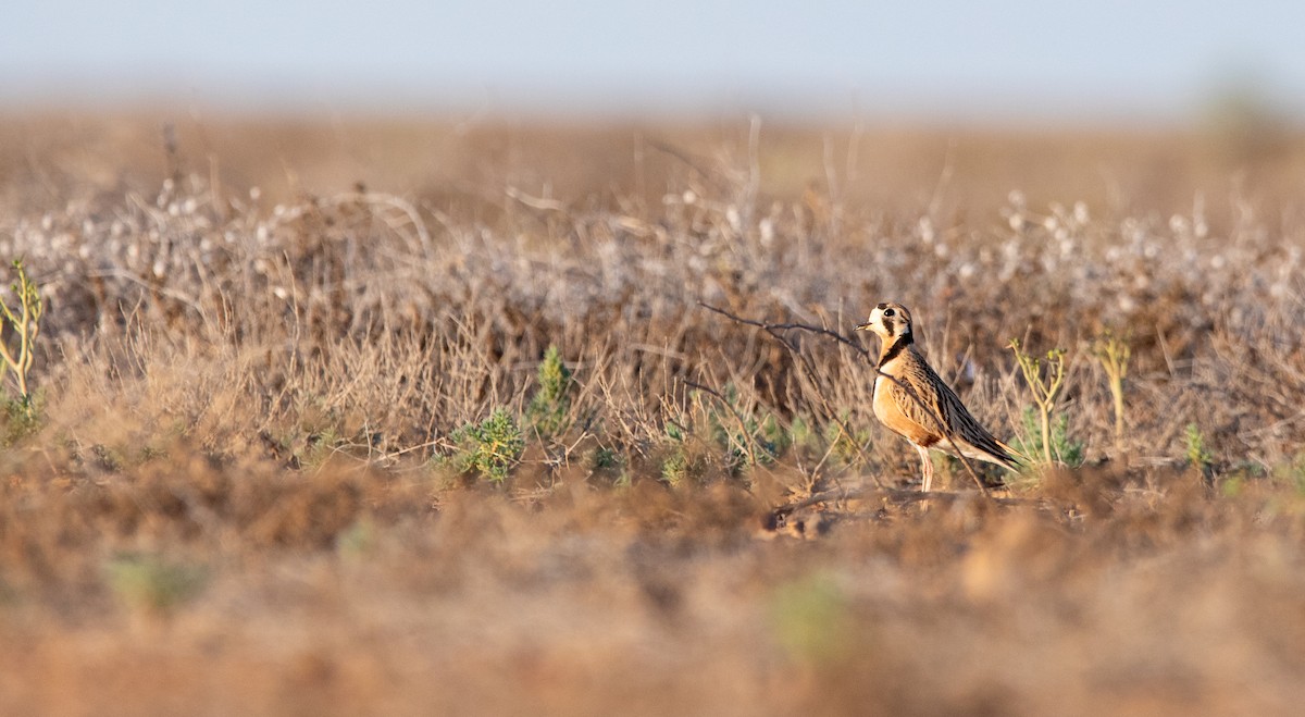 Inland Dotterel - ML622282465