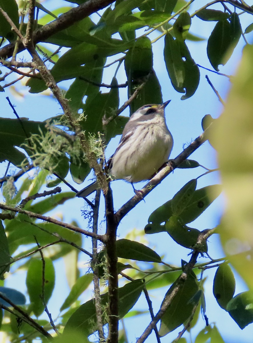 Black-throated Gray Warbler - ML622282472