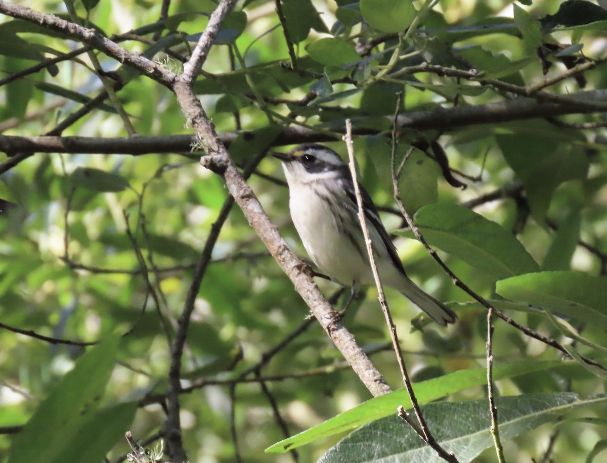 Black-throated Gray Warbler - ML622282489