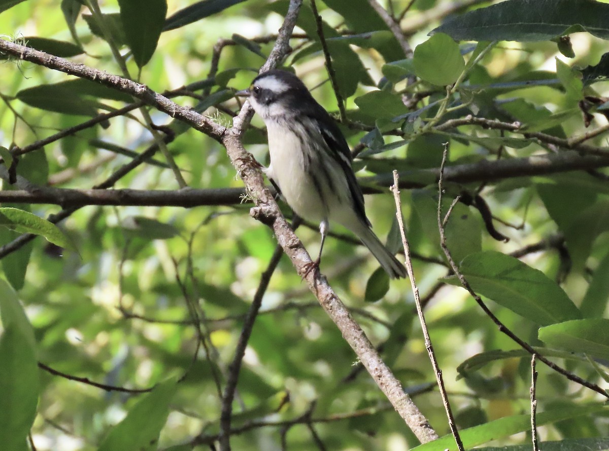 Black-throated Gray Warbler - ML622282509
