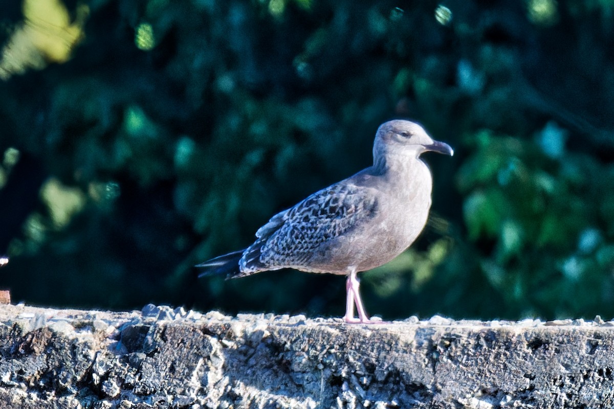 Gaviota Argéntea (americana) - ML622282631