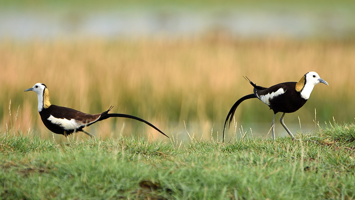 Pheasant-tailed Jacana - ML622282687