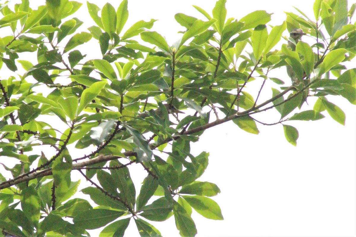 Black-whiskered Vireo - Daniel de Jesus Garcia León