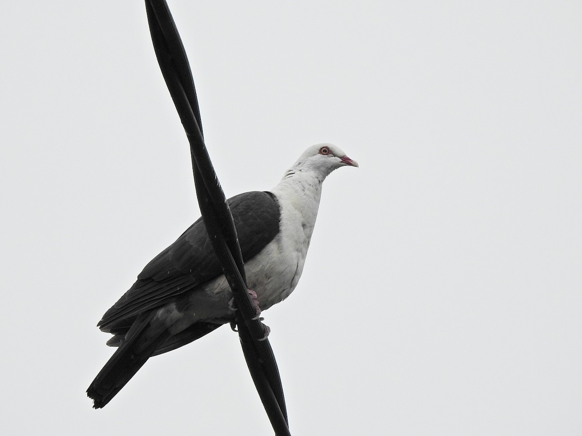 White-headed Pigeon - ML622282775