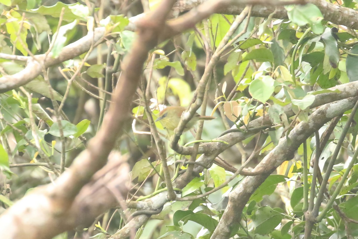 Pin-striped Tit-Babbler (Pin-striped) - ML622282925