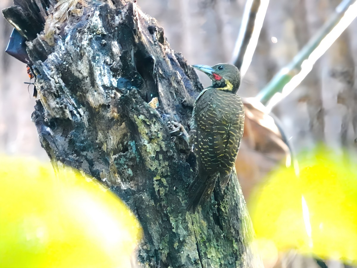 Buff-necked Woodpecker - ML622282989