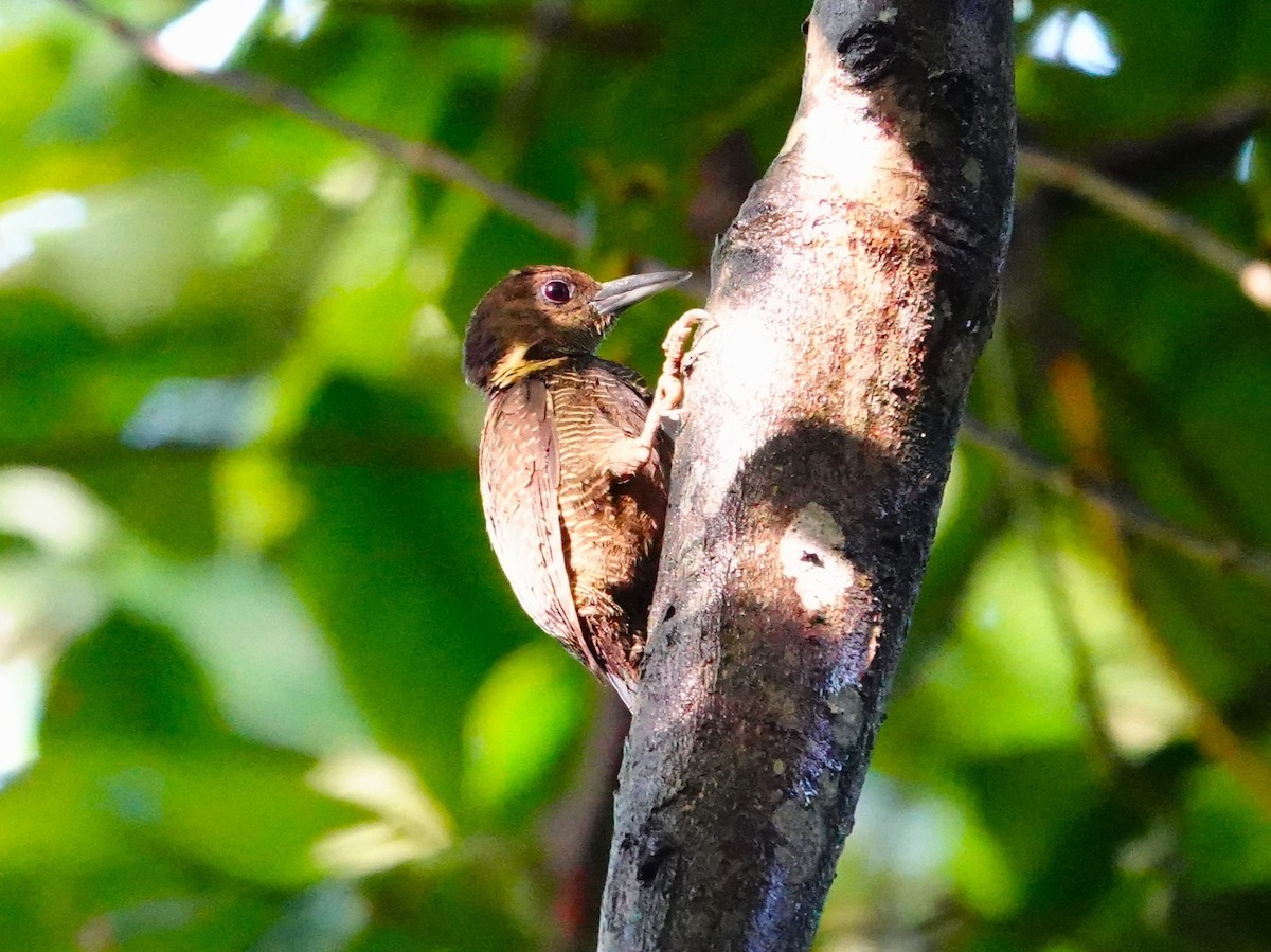 Buff-necked Woodpecker - ML622282990