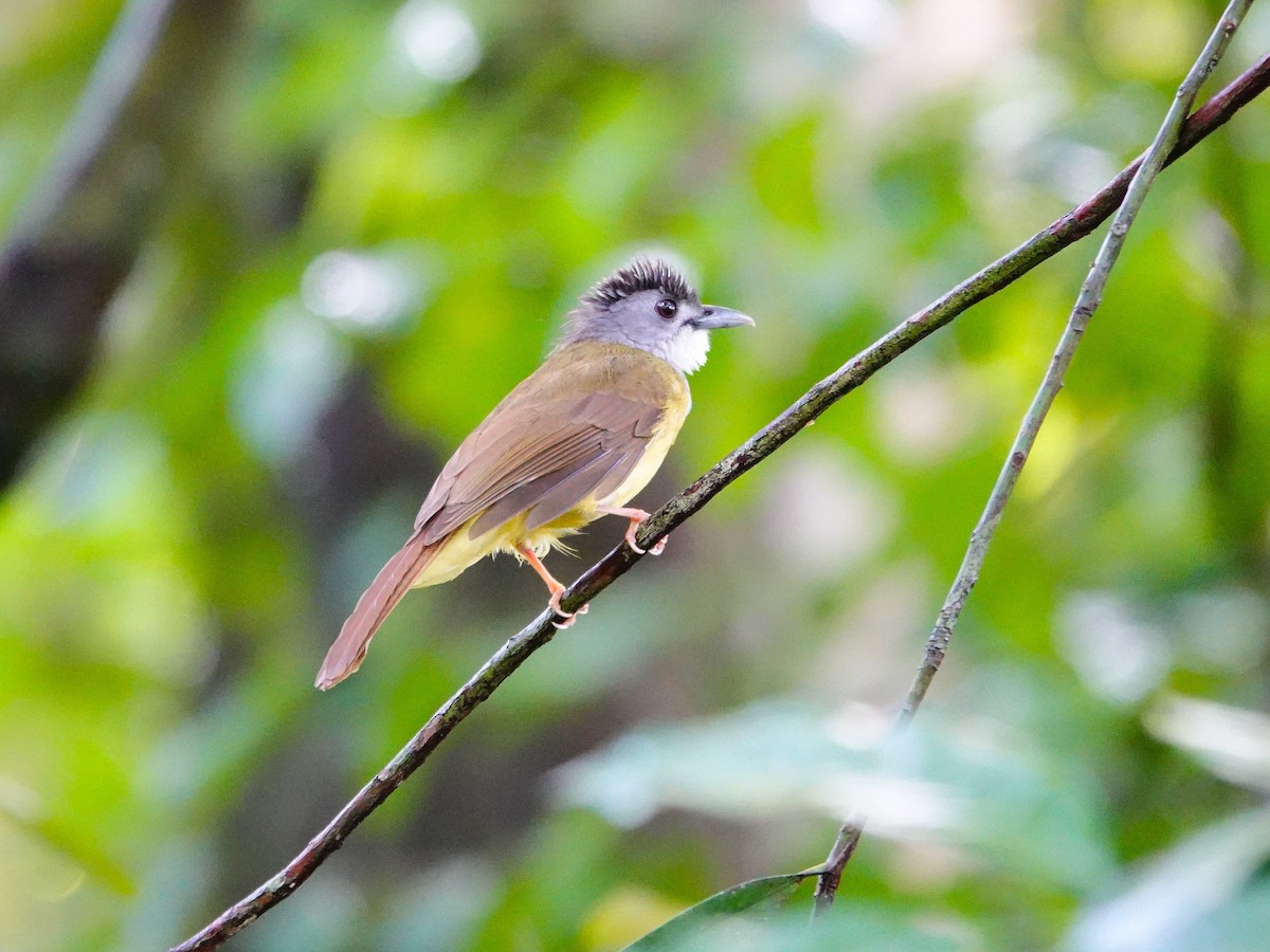 Yellow-bellied Bulbul - ML622282998