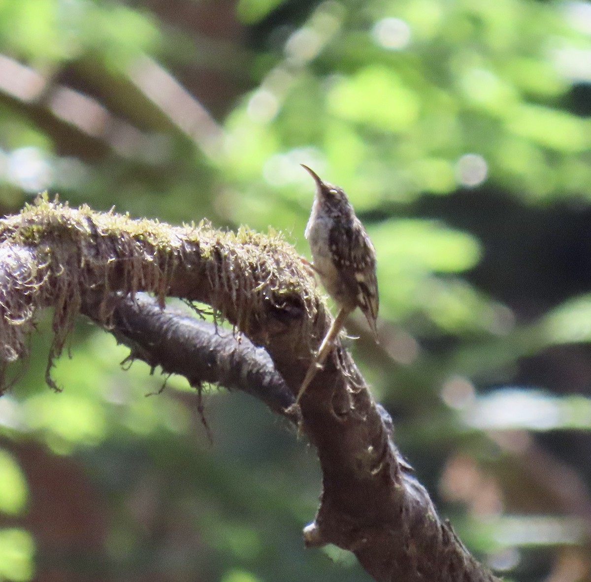 Brown Creeper - ML622283047