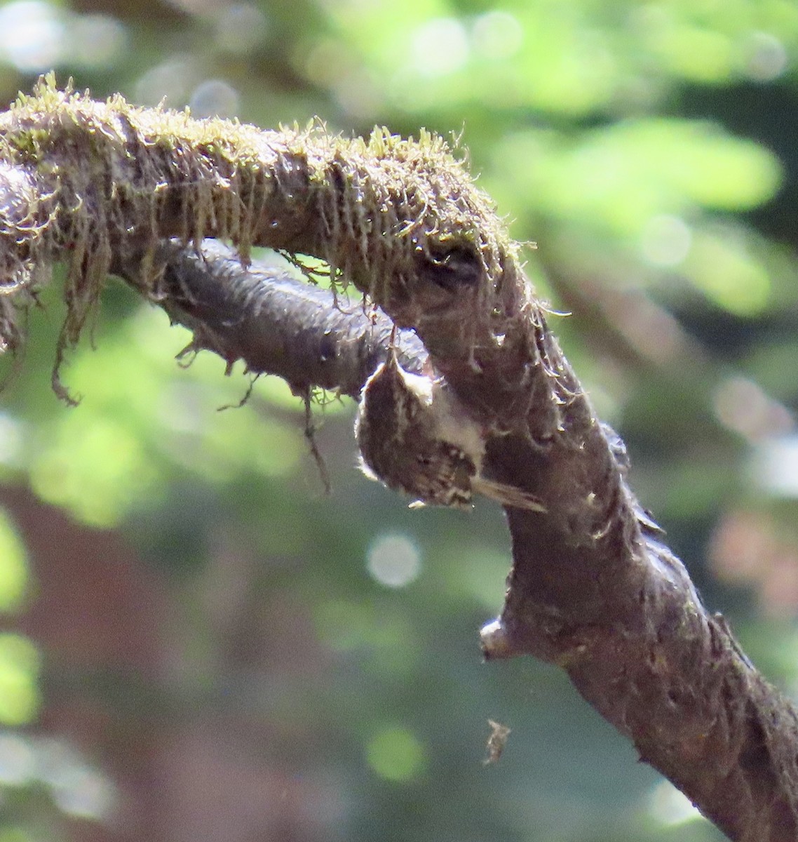 Brown Creeper - ML622283048