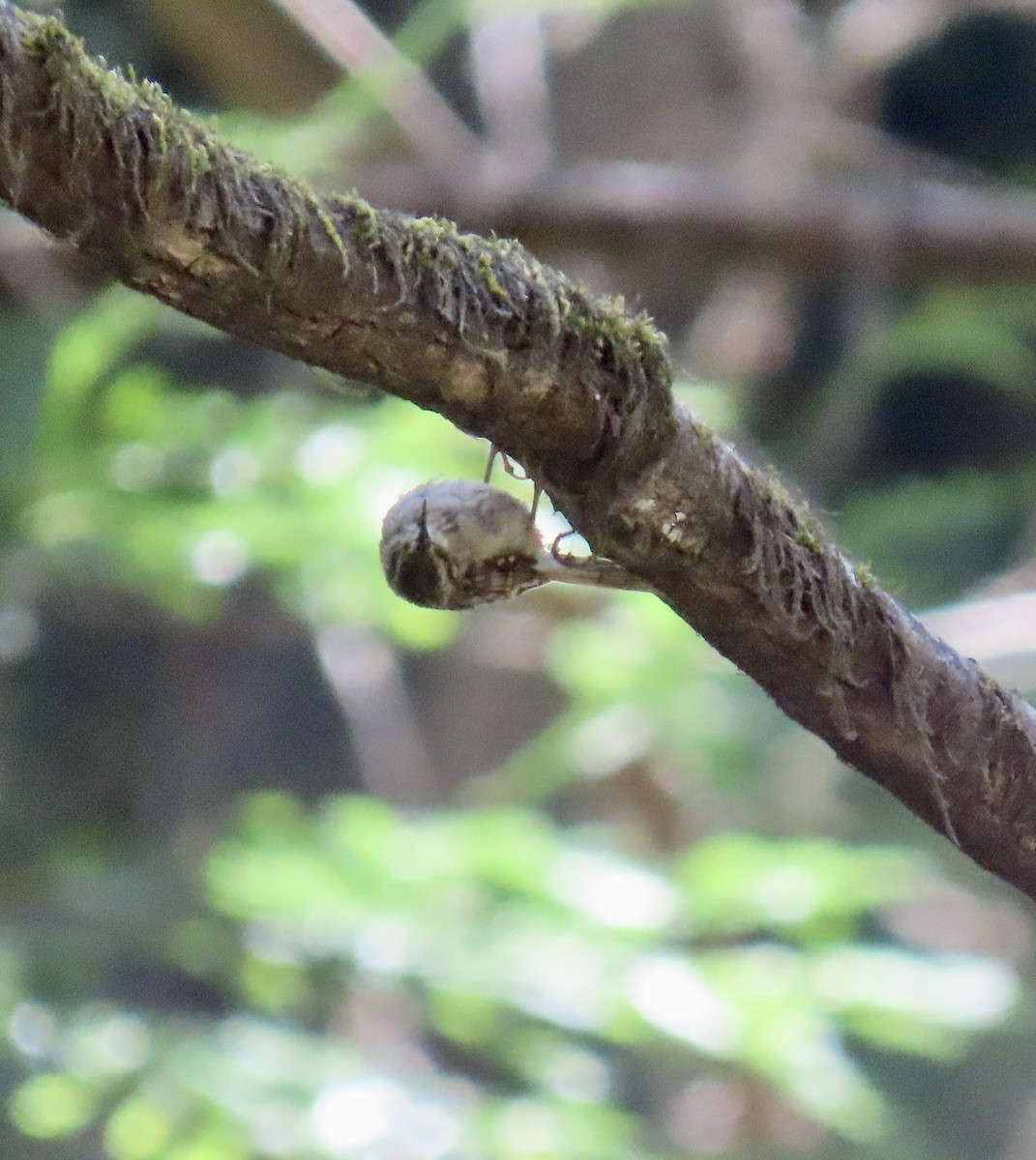 Brown Creeper - ML622283049